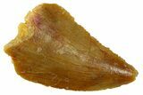 Serrated Raptor Tooth - Real Dinosaur Tooth #300841-1